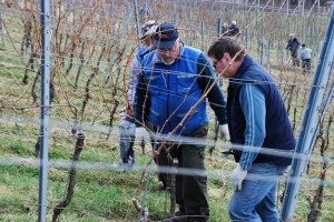 FOTO: Obrezali vinograd s 7000 trtami
