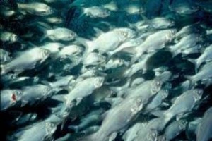 Predstavitev zasnove objekta za predelavo rib
