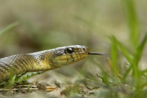 Skoraj 90 plazilcev v prtljagi na dunajskem letališču