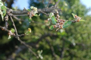 F&#38;A: Pozeba je pustila sledi