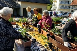 100 balkonov Doma starejših Novo mesto Lionsi zasadili ob Dnevu zemlje