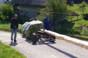 FOTO:  Ročno postavljanje mlaja na Senovem