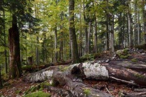 AVDIO: Danes o usodi slovenskih gozdov