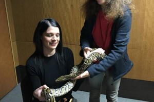 F&#38;A: Piton v studiu 