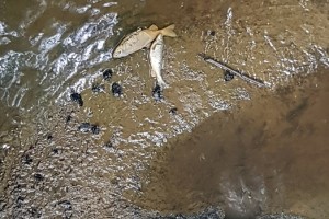 Nesrečni potok Tojnica znova onesnažen, smrdljiv in smrtonosen za ribe