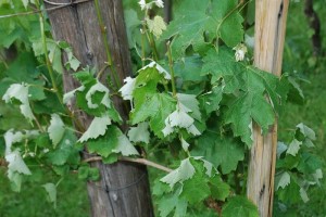 F&#38;A: Toča v Semiču spet načela vinograde