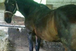 Policisti prosijo za pomoč pri iskanju lastnika konj 