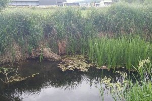 Na Temenici spet pogin rib brez jasnega vzroka