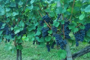 Predavanje za vinogradnike