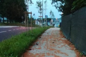 FOTO: Zanemarjena »bršljinska avenija«