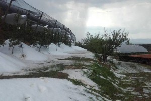 FOTO: Toča kot oreh uničila pridelek Posavcev