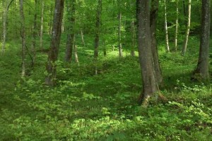 Prevzemna ponudba za preostale delnice Snežnika 