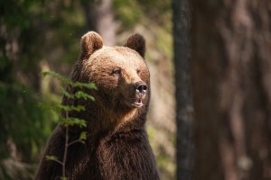 Preplah pod Peco: na gori je medved raztrgal že sedem ovc