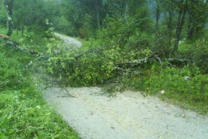 V Posavju veter podiral drevesa