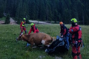 Na Planini Krstenica je helikopter iz grape reševal kravo