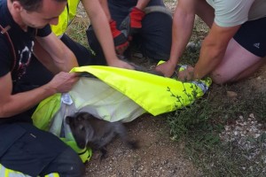 FOTO: Policija v vinogradu v Trebnjem lovila pobeglega kenguruja