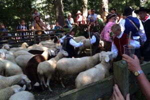 Na Jezerskem tradicionalni Ovčarski bal