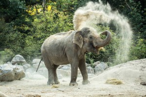 Svetovni dan slonov v ZOO Ljubljana