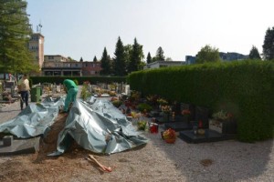 FOTO: Odstranjujejo ciprese na novomeškem pokopališču v Ločni
