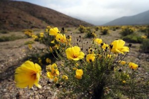 FOTO: Čilska puščava Atacama po dežju cveti