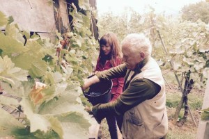 FOTO: Jasna Kuljaj iz vinograda v Stražo