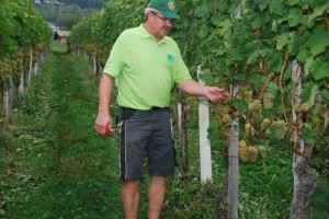 FOTO: Tudi v semiških vinogradih je bilo veselo