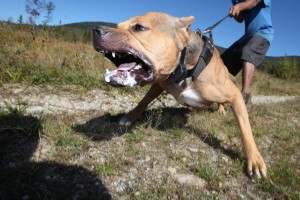 Kaj hudiča se gre?! Nekaj dni po tem, ko so mu psi raztrgali mamo, si je omislil novega pit bulla