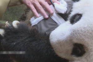 Umrla najstarejša velika panda na svetu v ujetništvu