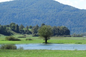 Poplave pojenjajo, Ljubljanica in Krka se bosta do sobote vrnili v strugi