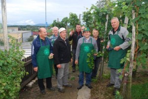 F&#38;A: V Semiču trgatev vzorčnega vinograda