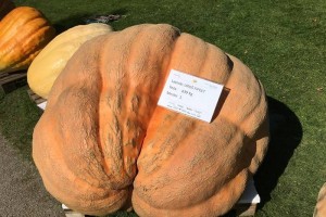 FOTO: Buča z Dolenjske težka 639 kilogramov
