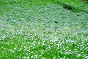 FOTO: Lan in njegove zgodbe 