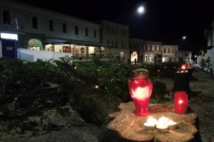 Drevesa odstranjena zaradi nižjih stroškov