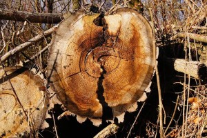 V Kočevju strokovna lesarska konferenca Wood-Tech-Talks