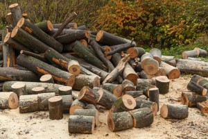 Pri žaganju lesa v Kočevju umrl moški