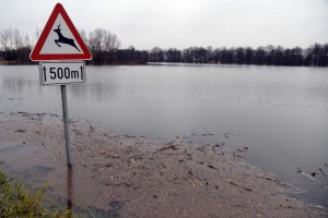 Inšpektorji ne vedo, kaj je povzročilo onesnaženje Ljubljanskem barju