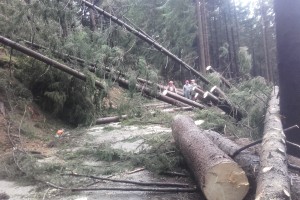 Močan veter lomil drevesa od Koroške do Primorske