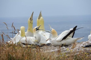 Umrl je "najbolj osamljeni ptič na svetu" - kormoran se je družil s pticami iz cementa