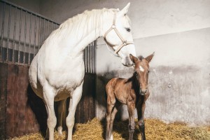 V Kobilarni Lipica dobili prva žrebička letos, to sta njuni imeni