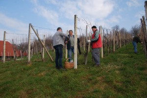 Na Gradniku obrezali vinograd s 7000 trtami