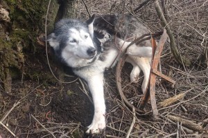 "Človek je največje zlo tega planeta," je ogorčen lastnik psičke Ruby, ki je 24 ur trpela v železni pasti