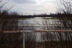 FOTO: Bo voda zalila Krško polje?