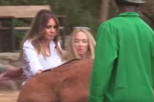 Melania je bila šokirana, ko je slon butnil vanjo (VIDEO)