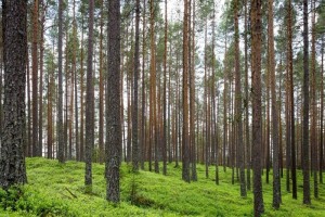V Novem mestu podelili priznanja najbolj skrbnim lastnikom gozdov