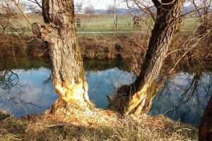 FOTO: Bobri pozimi glodajo tudi debelejša drevesa