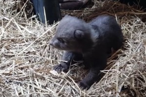 Poglejte zapuščenega medvedka, ki so ga Hrvati rešili pred smrtjo (VIDEO)