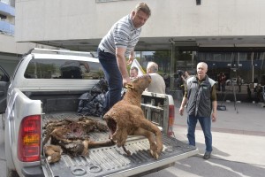 Besni kmet je pred ministrstvo pripeljal kadavre krav in telet, ki so jih raztrgali volkovi (FOTO)