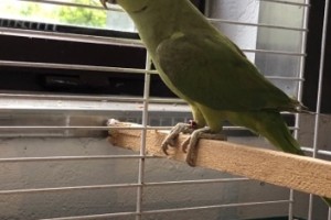 FOTO: Pogrešate papigo ?