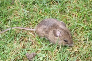 Največ primerov mišje mrzlice v Jugovzhodni Sloveniji