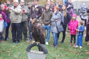 Krivolovec ustrelil mogočnega vladarja gora